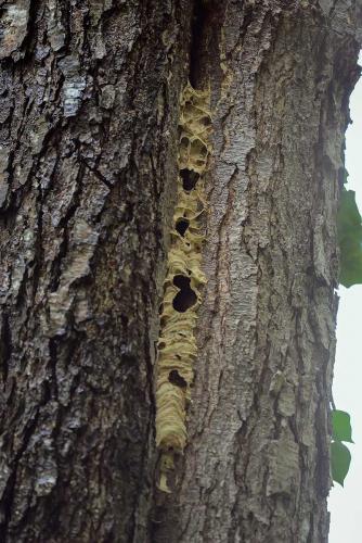 Réf. 268 620 : Vespa crabro