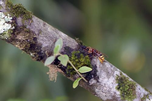 Vespa crabro