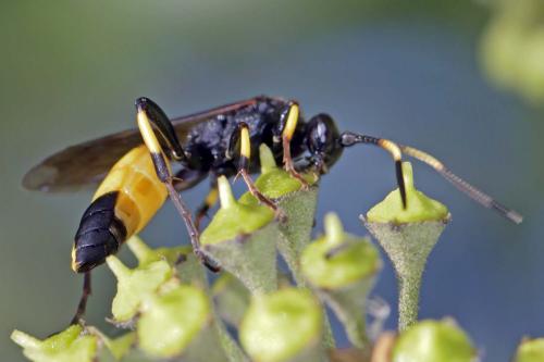 Réf. 268 865 : Ichneumon stramentor