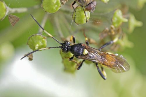 Réf. 268 866 : Ichneumon stramentor