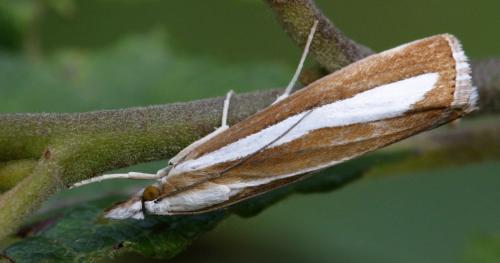 Catoptria pyramidellus