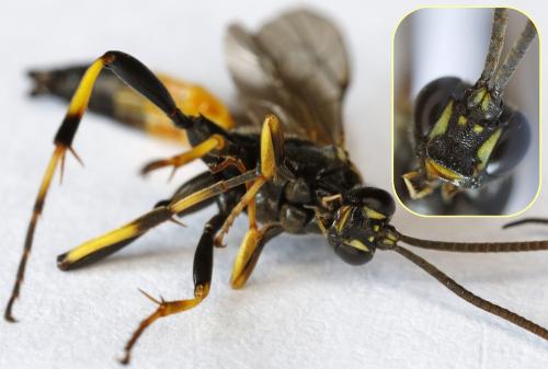 Ichneumon extensorius