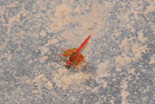 Réf. 268 619 : Trithemis kirbyi