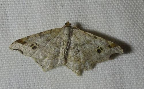 Réf. 268 584 : Macaria alternata