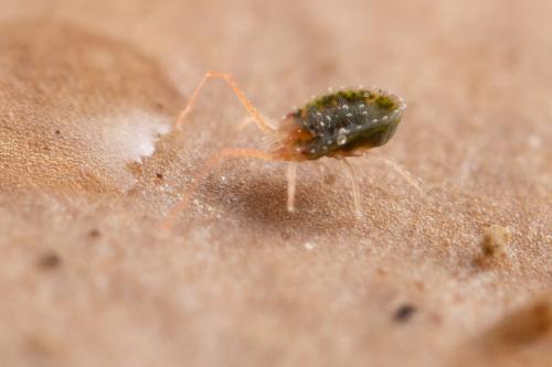 Bryobia graminum