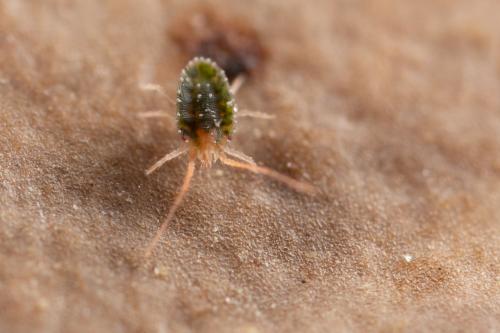 Bryobia graminum
