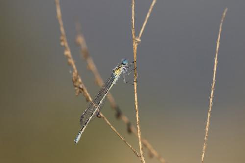 Enallagma cyathigerum