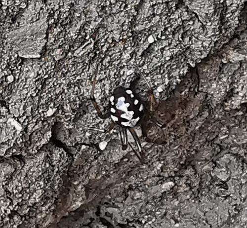 Steatoda sp.