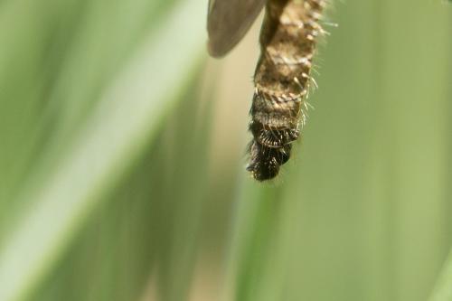 Dysmachus hamulatus
