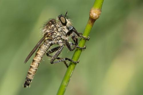 Réf. 268 434 : Dysmachus hamulatus
