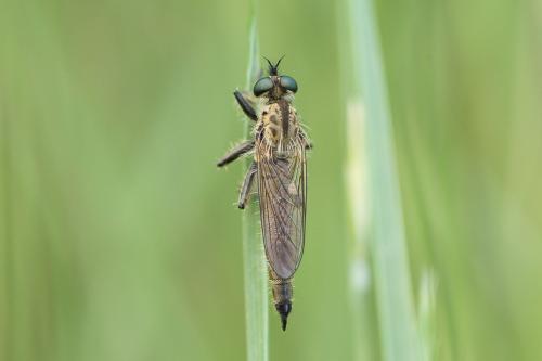 Dysmachus hamulatus
