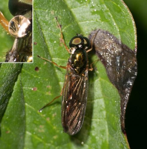 Sargus bipunctatus