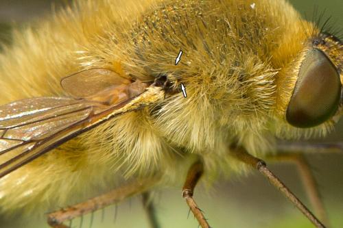 Bombylius fulvescens
