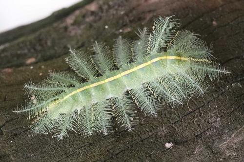 Euthalia aconthea