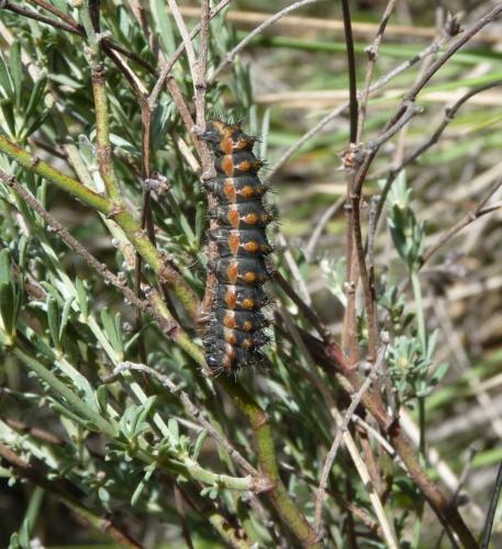 Saturnia pavoniella