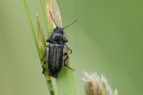 Réf. 268 285 : Enicopus ater ater