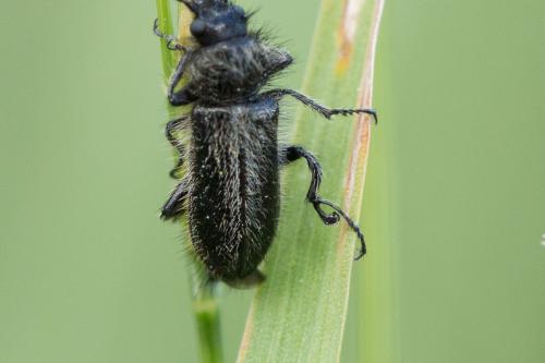 Enicopus ater ater