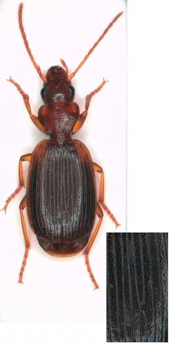 Réf. 268 612 : Cymindis coadunata