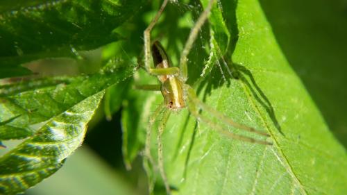 Dolomedes sp.