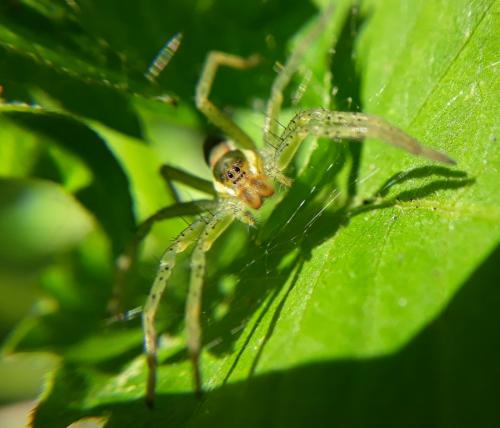 Dolomedes sp.
