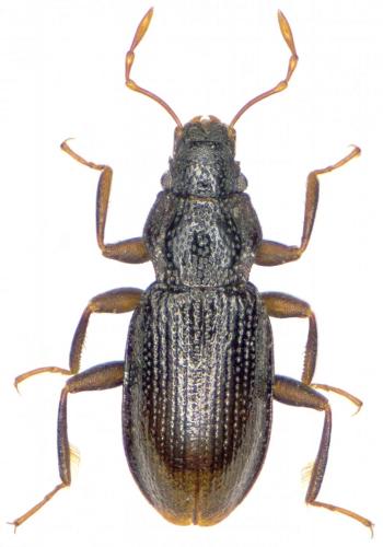 Hydraena diazi
