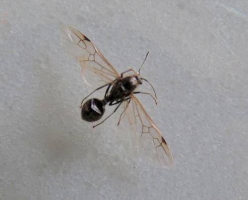 Messor sp.
