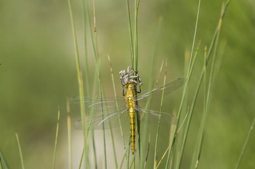 Orthetrum cancellatum
