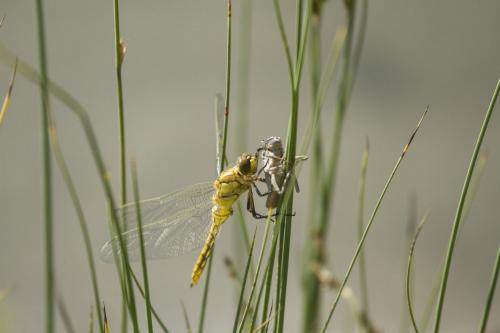 Orthetrum cancellatum