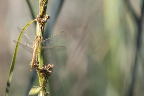 Crocothemis erythraea