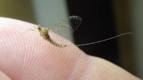 Cloeon dipterum