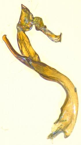 Hydraena diazi