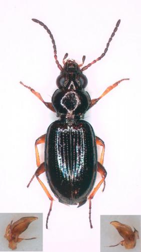 Réf. 268 127 : Bembidion lampros