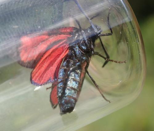 Zygaena transalpina