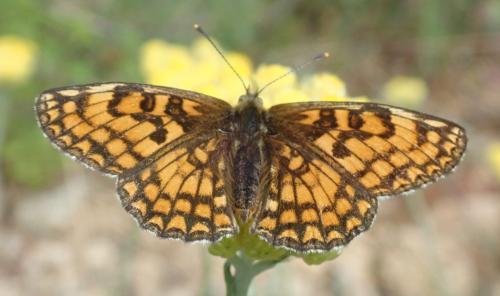 Melitaea athalia celadussa