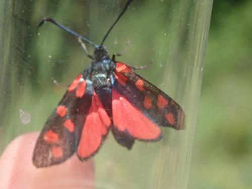 Zygaena transalpina