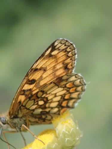 Réf. 268 586 : Melitaea athalia celadussa