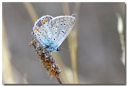Polyommatus icarus