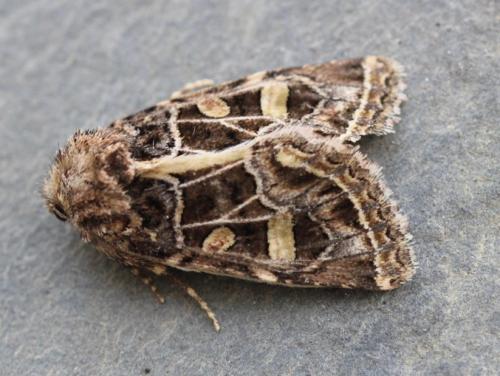 Leucochlaena oditis