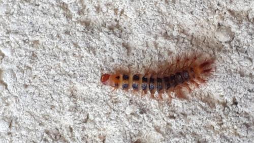 Drilus flavescens