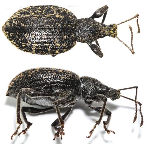 Réf. 268 041 : Otiorhynchus aurifer