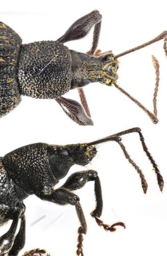 Réf. 268 042 : Otiorhynchus aurifer