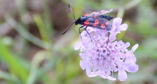 Zygaena filipendulae