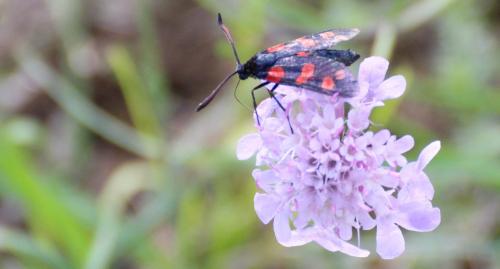 [Zygaena filipendulae/transalpina]   Papillon