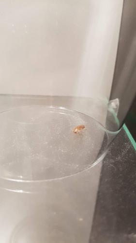 Ectobius sp.