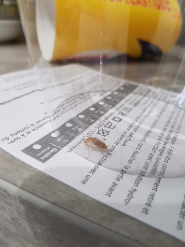 Ectobius sp.