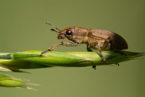 Réf. 268 699 : Sitona sp.
