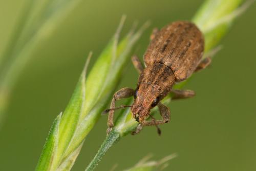 Réf. 268 700 : Sitona obsoletus