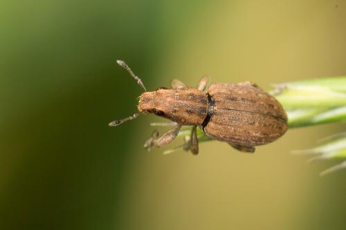 Réf. 268 698 : Sitona sp.