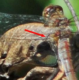 Sympetrum striolatum