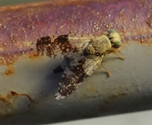 Réf. 268 121 : Tephritis formosa